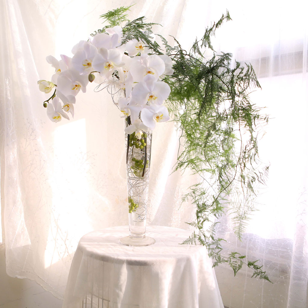 The Elegantflowers - White Phalaenopsis