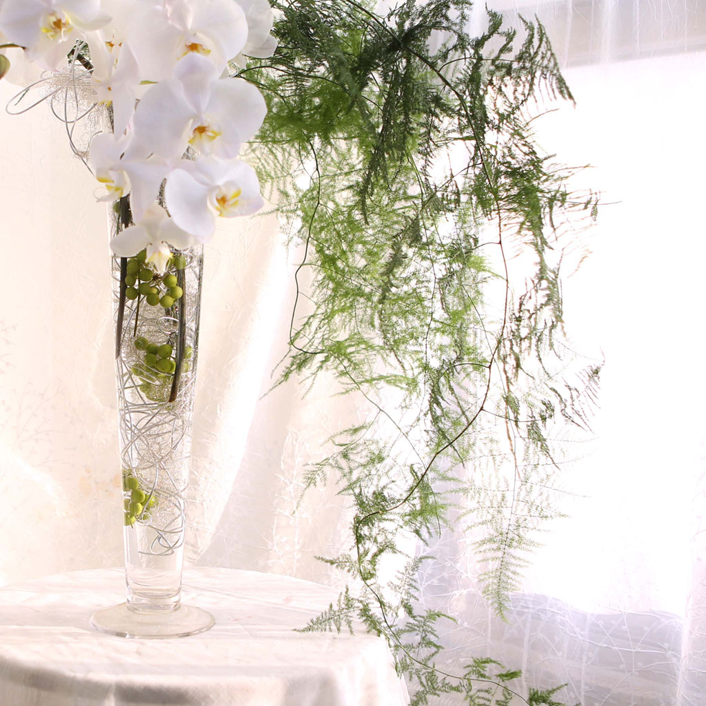 The Elegantflowers - White Phalaenopsis