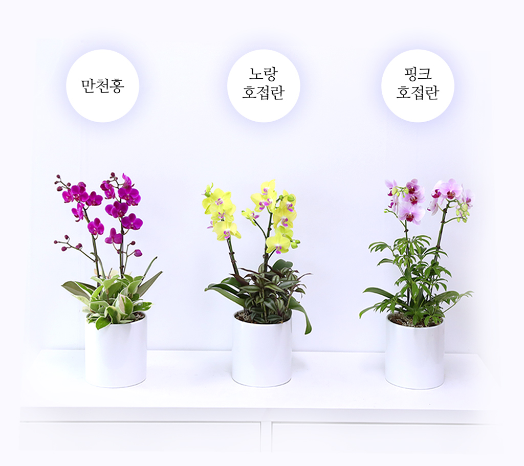 개업과 승진의 기쁨을 함께 나누며, 노랑 호접란